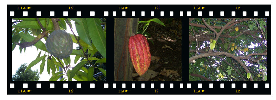fruits tropicaux de la Réunion