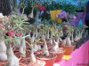 Plus de 100 photos des Florilèges 2010 au Tampon