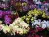 Plus de 100 photos des Florilèges 2010 au Tampon