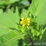 guéri vite ou colle colle