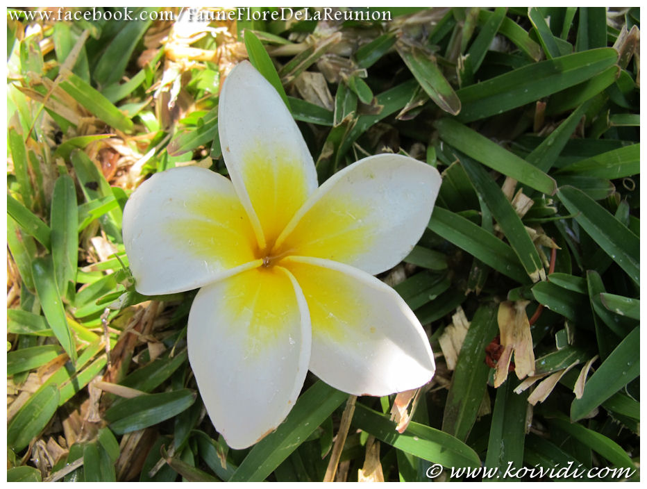Fleur tropicale : le frangipanier ou plumeria - Koi vi di ?