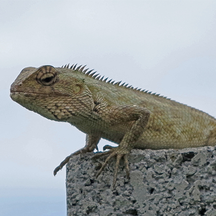 L’agame arlequin, calotes versicolor ou caméléon à la Réunion