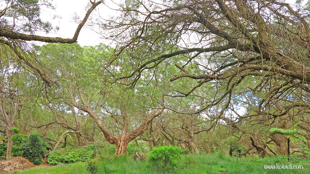arbres la Réunion