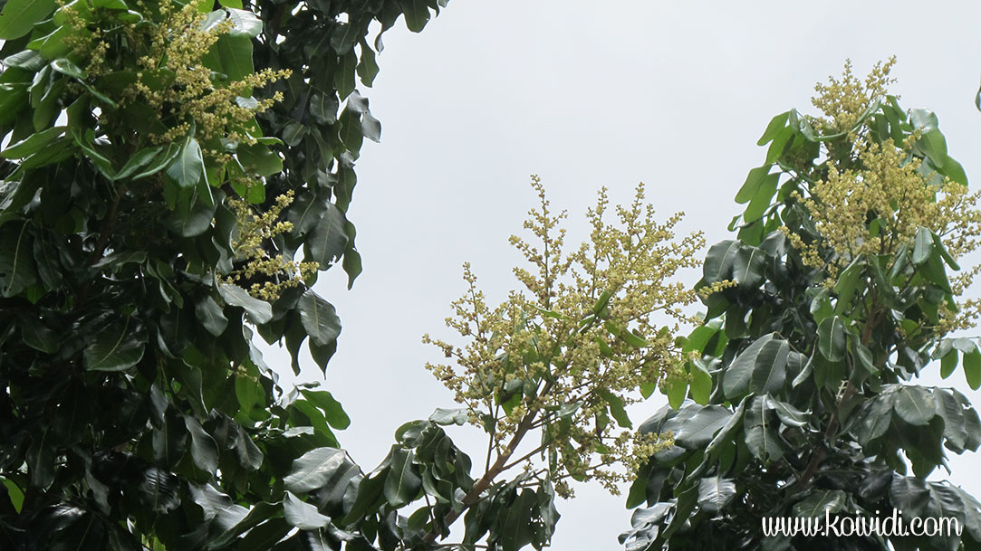 Dimocarpus longan