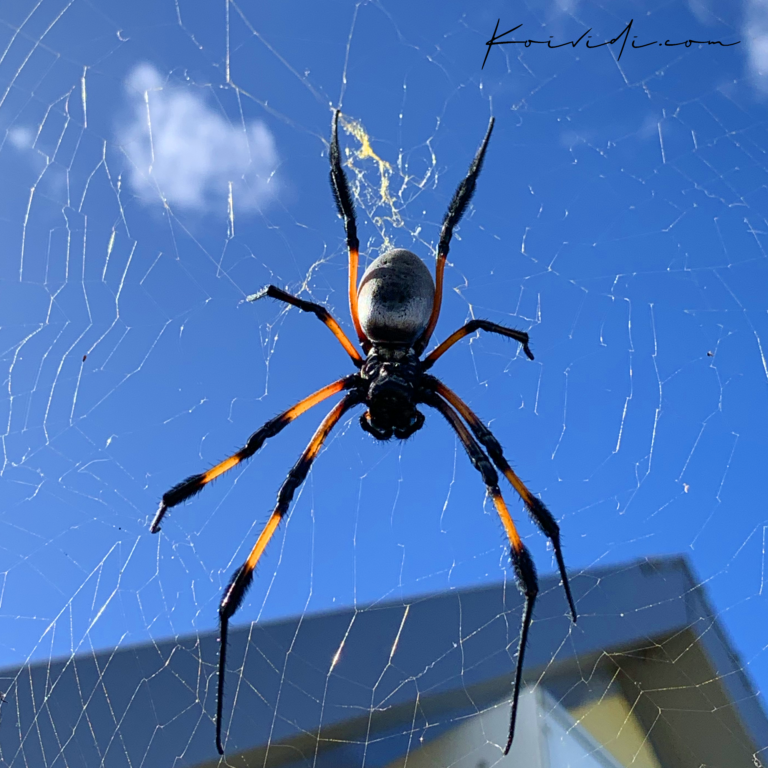 L’araignée Néphile dorée tisse sa toile