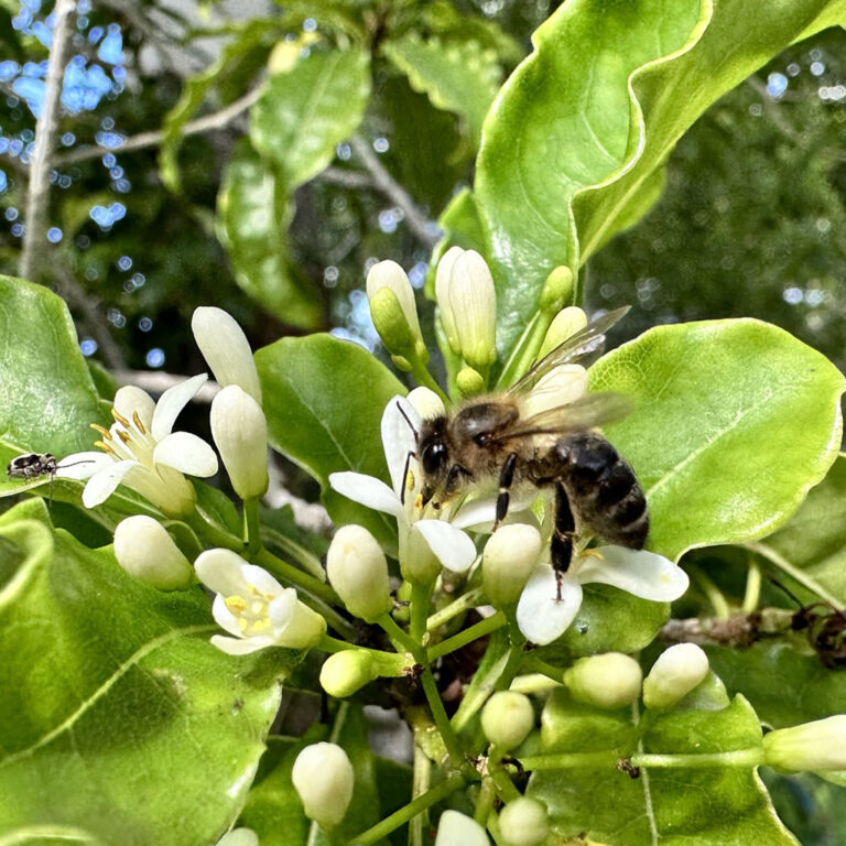 Le bois de joli cœur, Pittosporum senacia