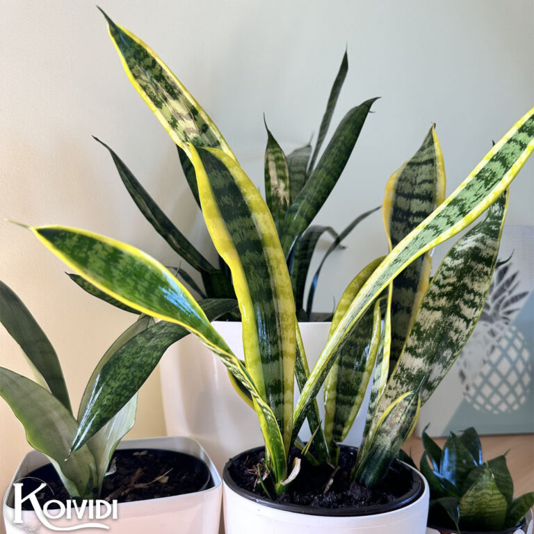 5 plantes pour décorer votre intérieur