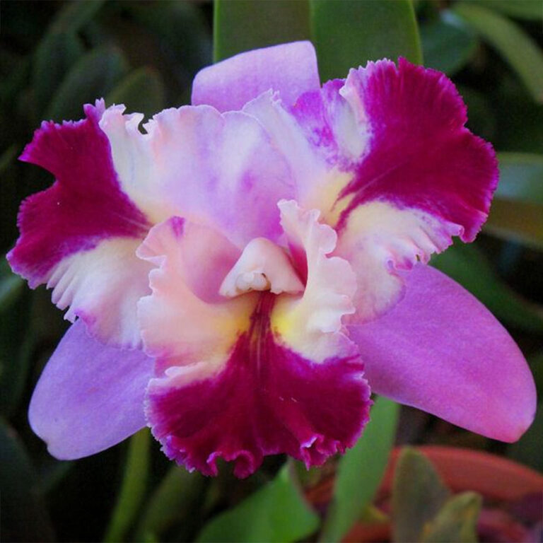5 orchidées qui poussent sans terre ni substrat